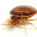 Which pest control Method Works Better or bed bugs?