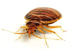 pest control