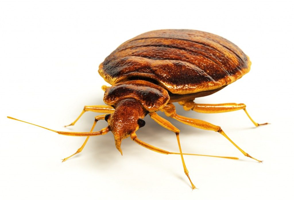 Which pest control Method Works Better or bed bugs?
