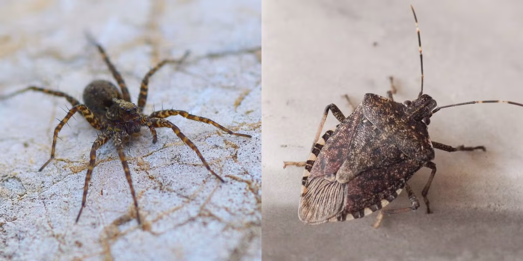 How Poor Waste Management Can Attract Household Pests