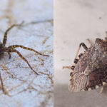 How Poor Waste Management Can Attract Household Pests